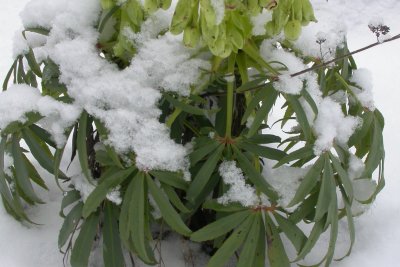 Helleborus foetidus