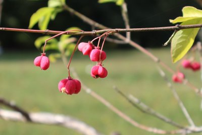 Euonymus europaeus Euonymus europaeus