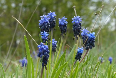 Muscari neglectum