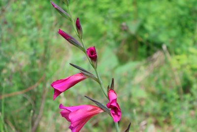 Gladiolus × byzantinus