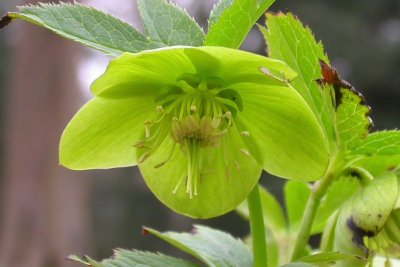 Helleborus viridis