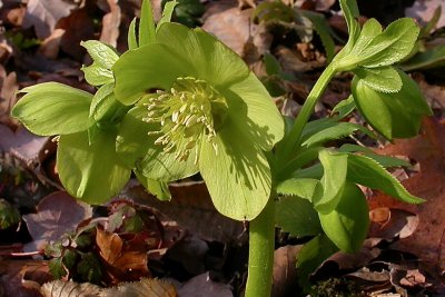 Helleborus viridis