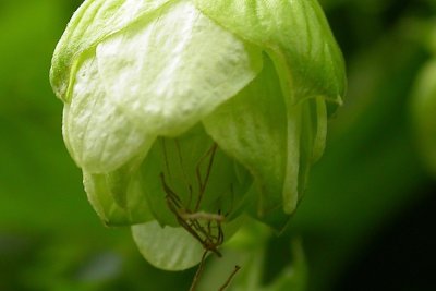 Humulus lupulus Humulus lupulus
