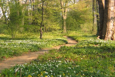 Buchenwald Botanischer Garten Frankfurt