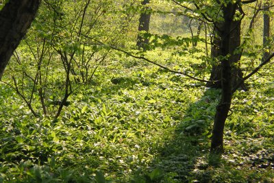 Eichen-Hainbuchenwald-Mischwald_02