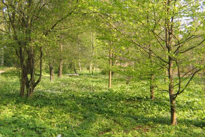 Eichen-Hainbuchenwald-Mischwald_03