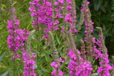 Lythrum salicaria