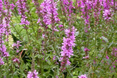 Lythrum salicaria Lythrum salicaria