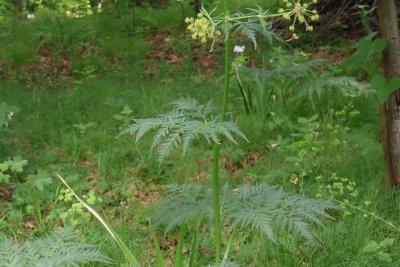 Molopospermum peloponnesiacum Molopospermum peloponnesiacum