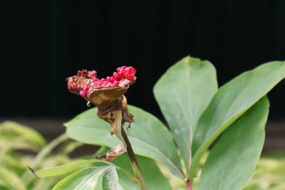 Paeonia daurica subsp. mlokosewitschii