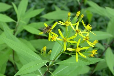 Senecio ovatus