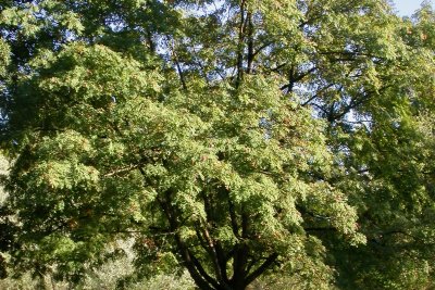 Sorbus domestica Sorbus domestica