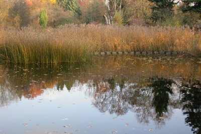 Teich und Teichrand