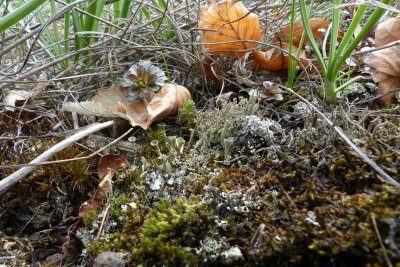 Artenreiche Flechten-Gesellschaft