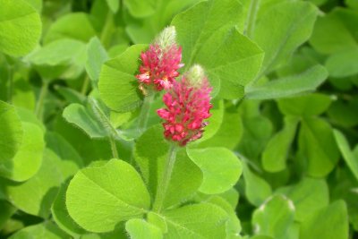 Trifolium incarnatum Trifolium incarnatum