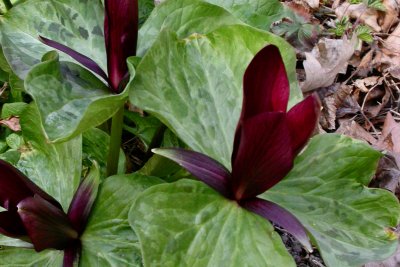 Trillium chloropetalum Trillium chloropetalum
