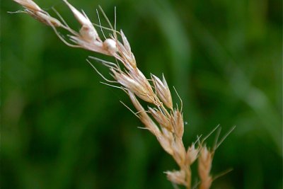 Trisetum flavescens Trisetum flavescens