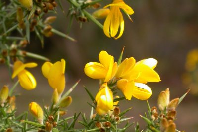 Ulex europaeus	