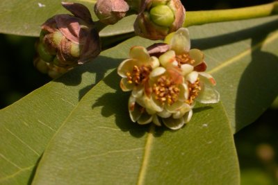 Umbellularia californica