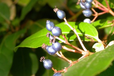 Viburnum tinus