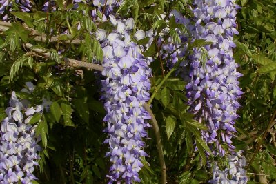 Wisteria floribunda Wisteria floribunda