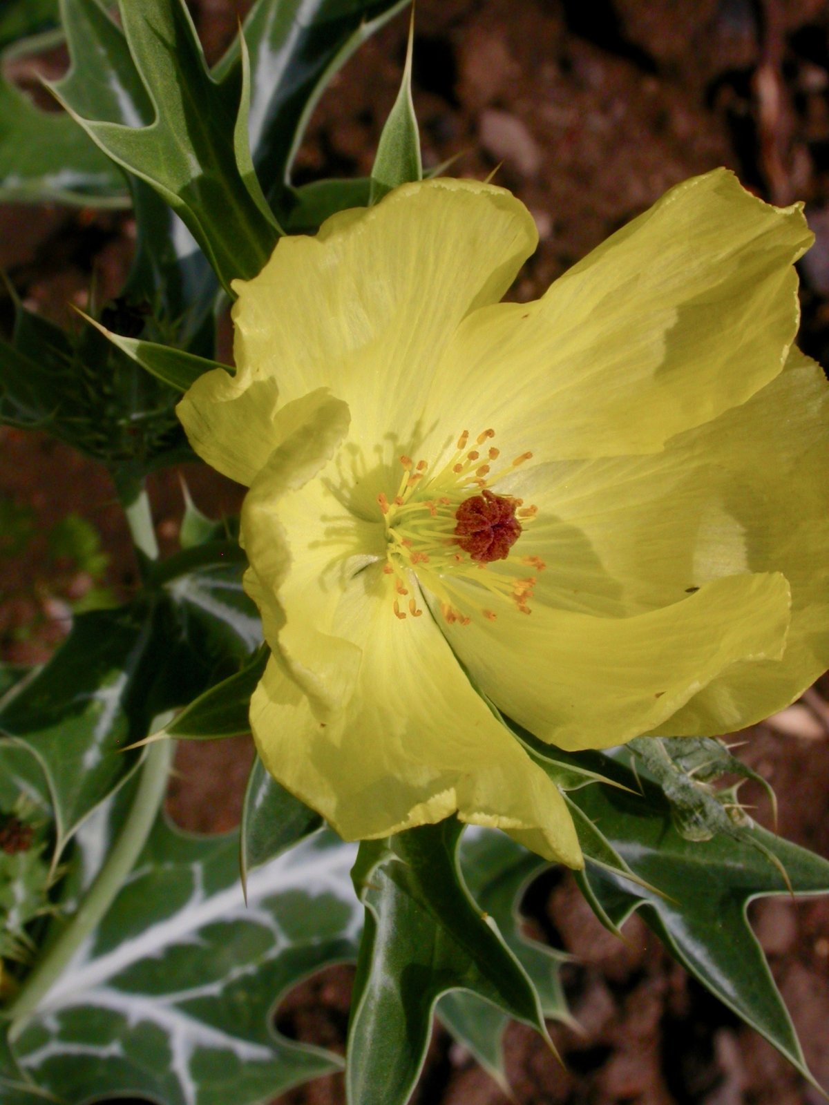 Pflanzen von A Z / Botanischer Garten Frankfurt