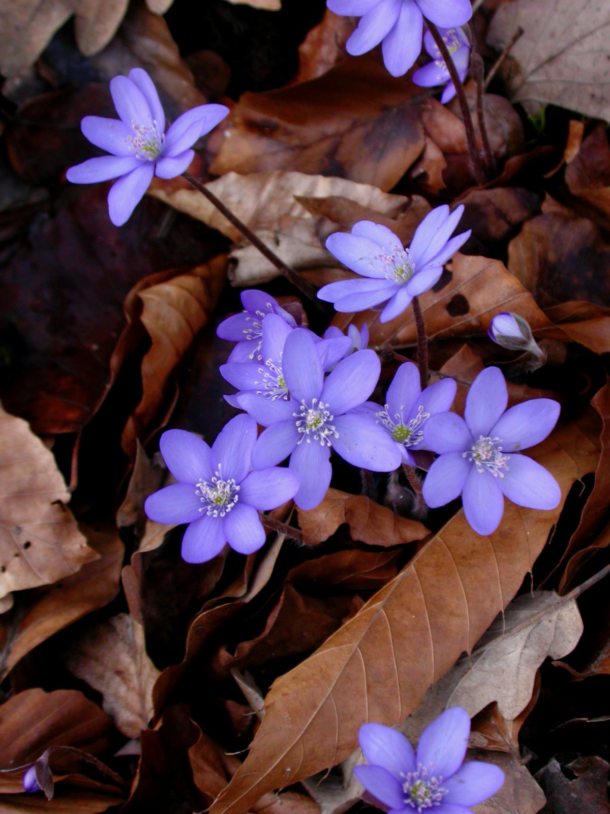 Pflanzen von A Z / Botanischer Garten Frankfurt