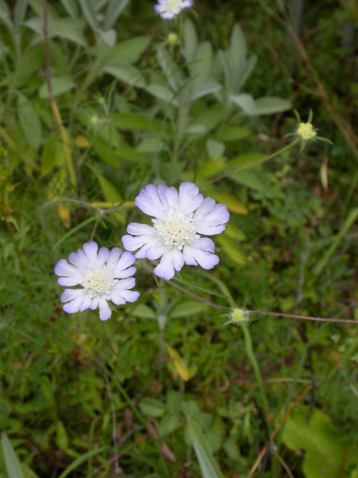 Pflanzen von A Z / Botanischer Garten Frankfurt