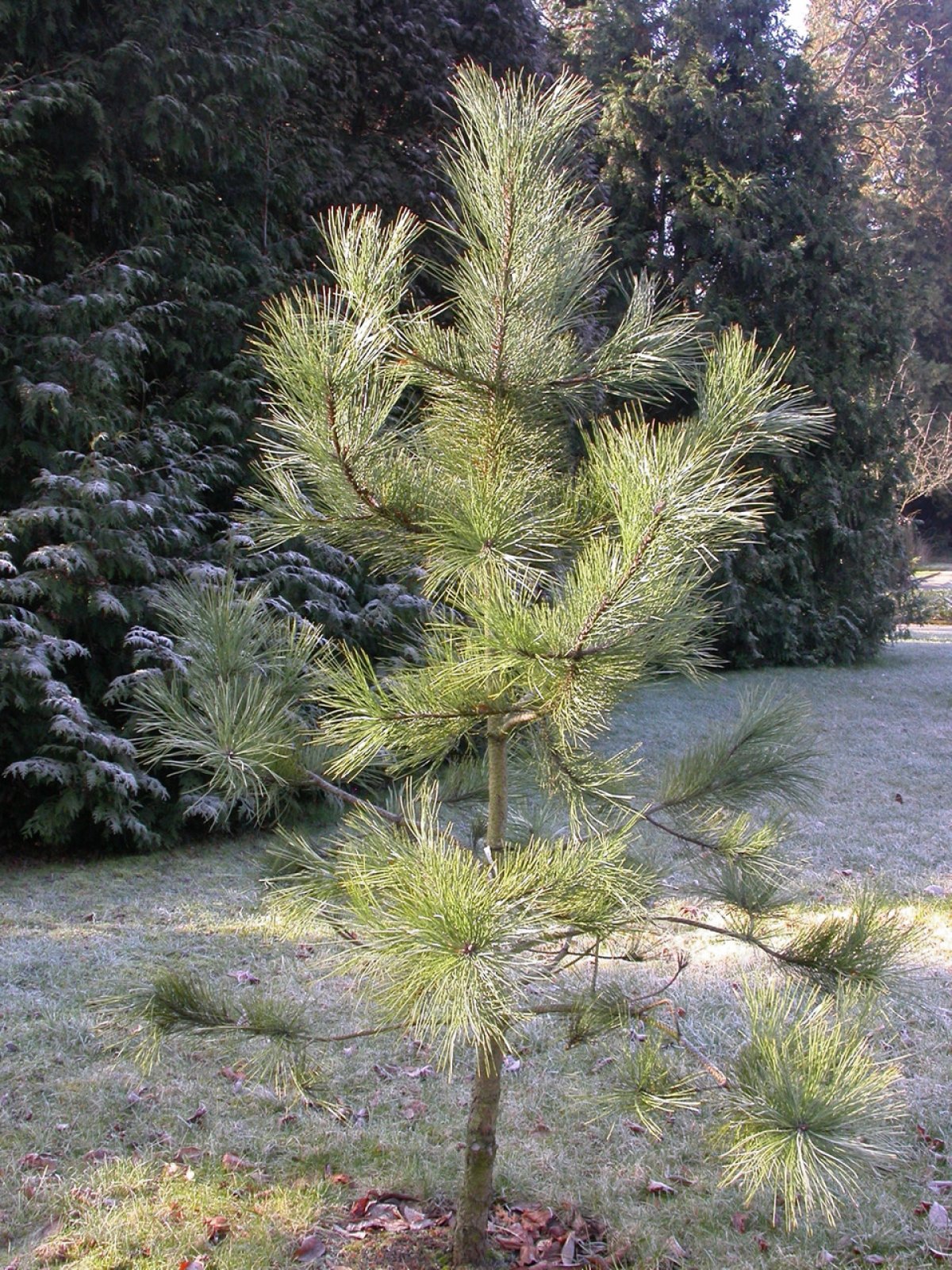Pflanzen von A - Z / Botanischer Garten Frankfurt