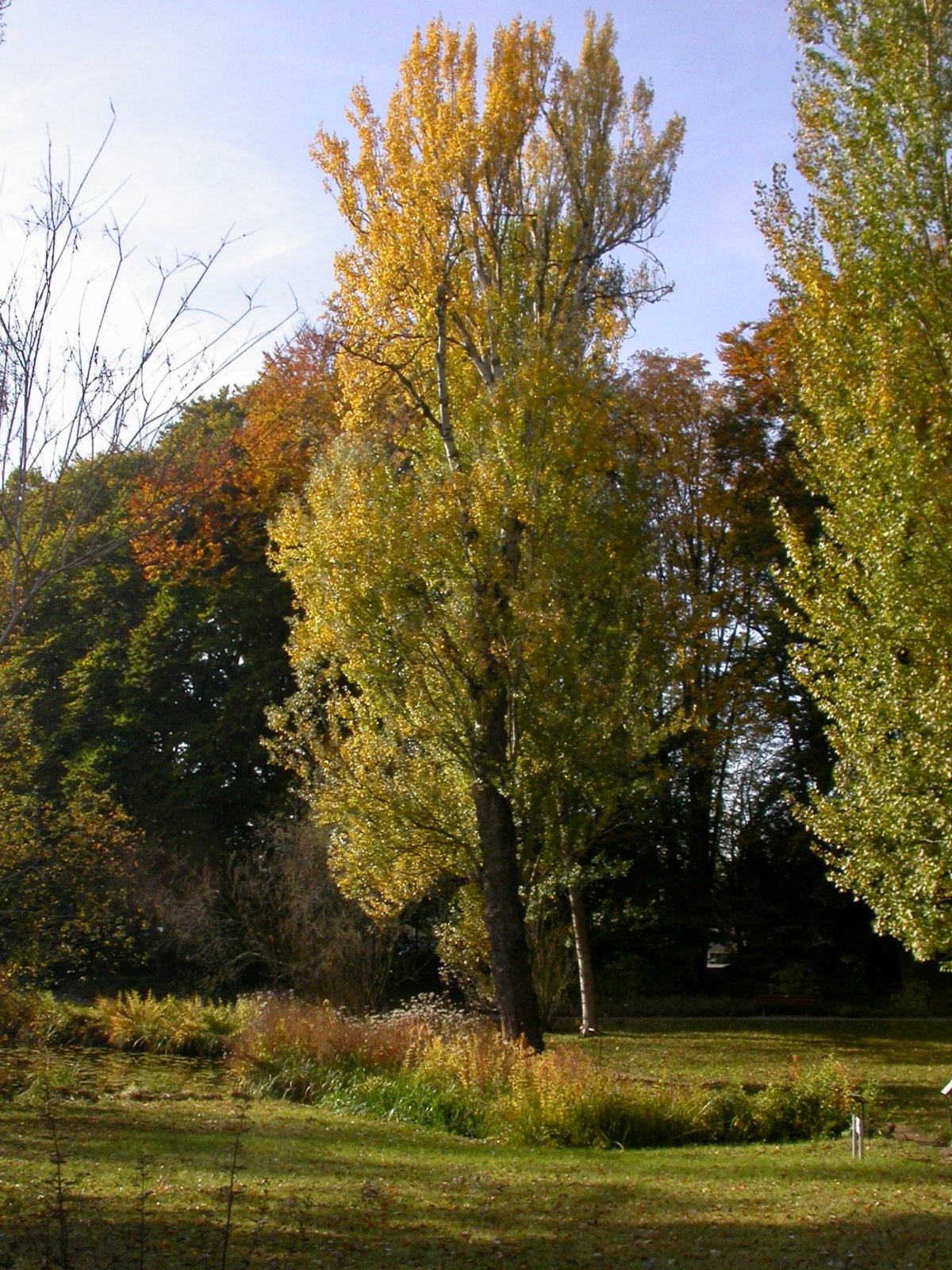 Pflanzen Von A Z Botanischer Garten Frankfurt Pflanzen Von A Z Botanischer Garten Frankfurt