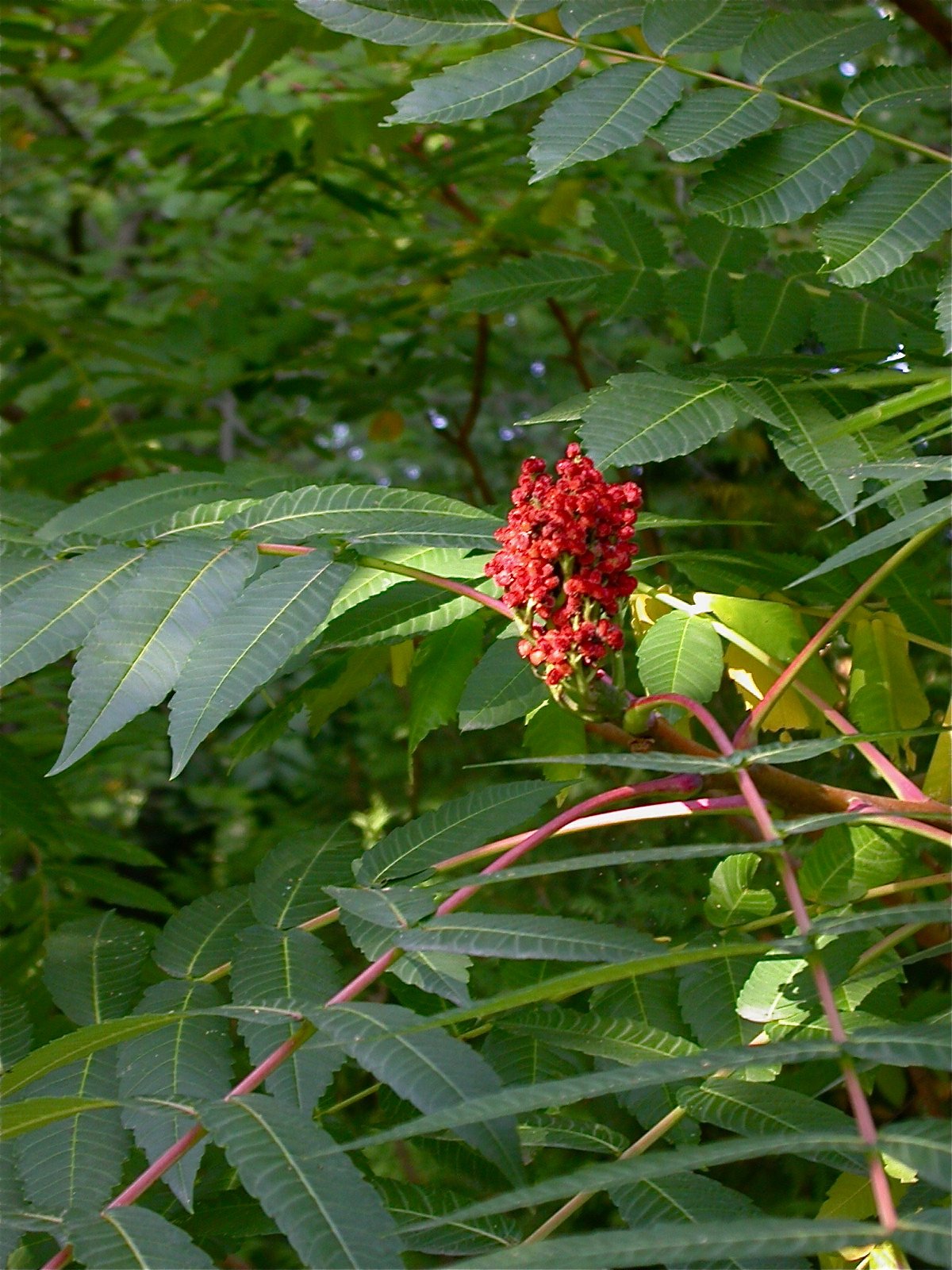 Pflanzen von A Z / Botanischer Garten Frankfurt