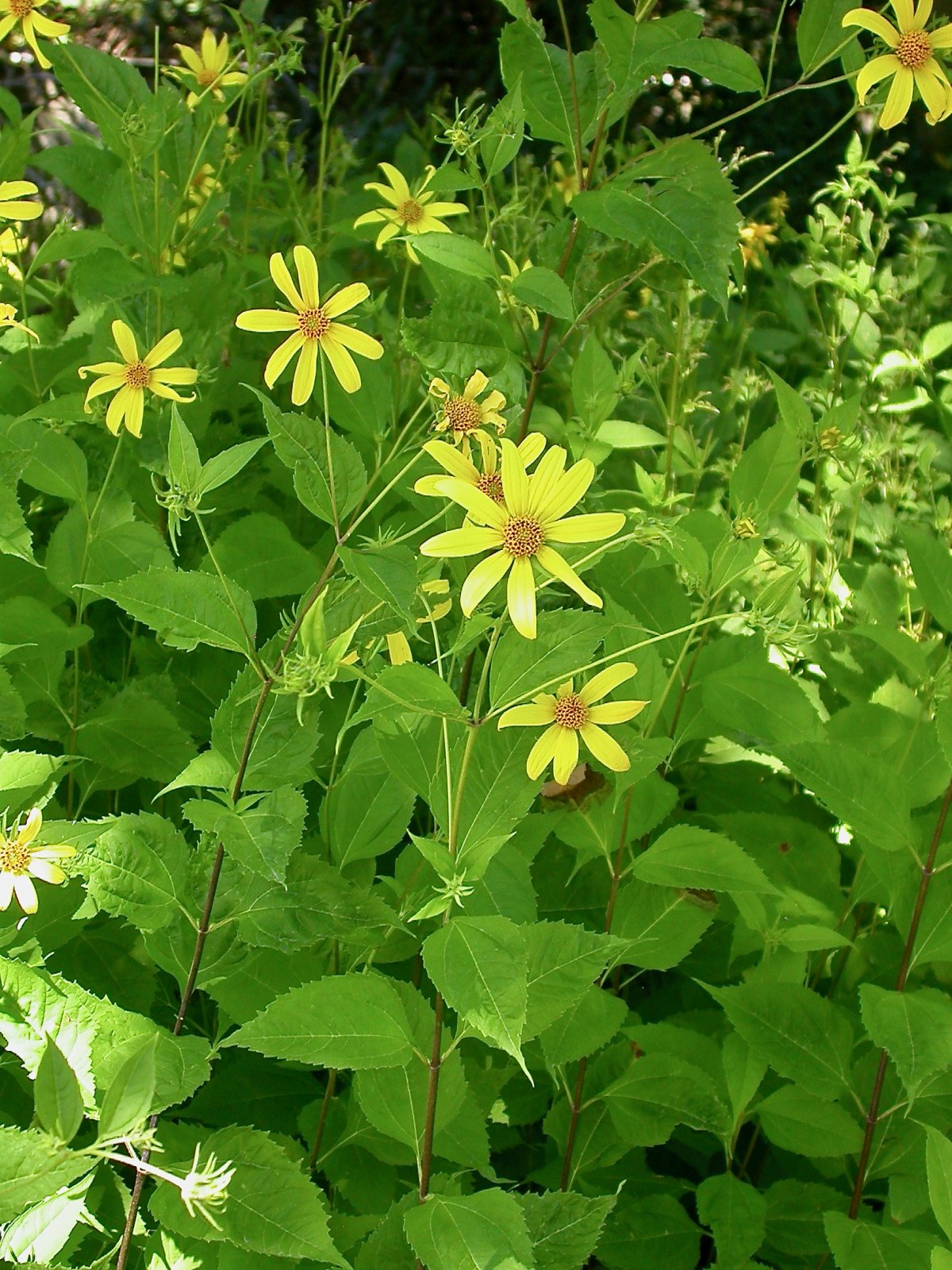 Pflanzen von A Z / Botanischer Garten Frankfurt