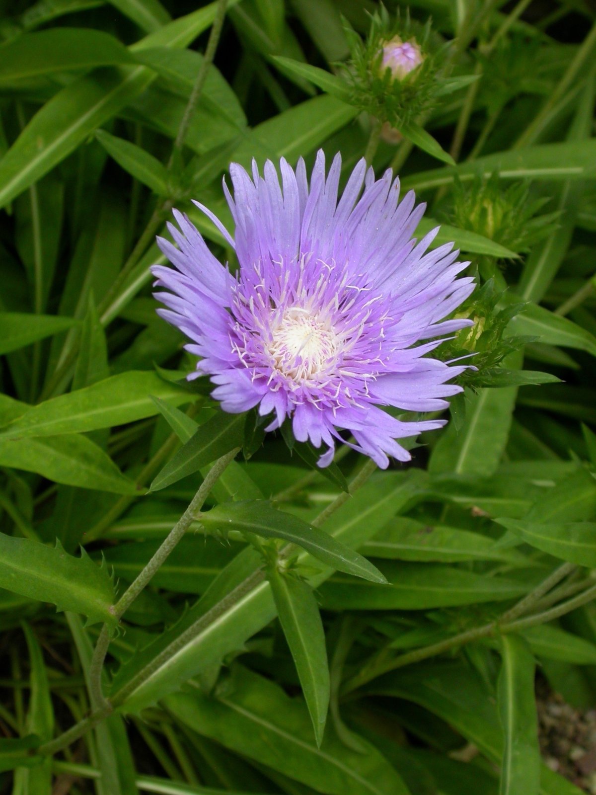 Pflanzen von A Z / Botanischer Garten Frankfurt