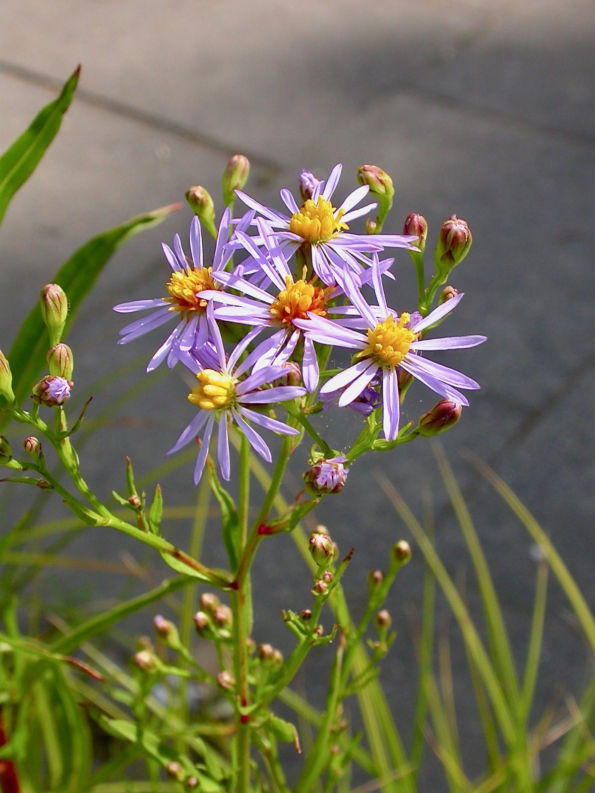 Pflanzen von A Z / Botanischer Garten Frankfurt