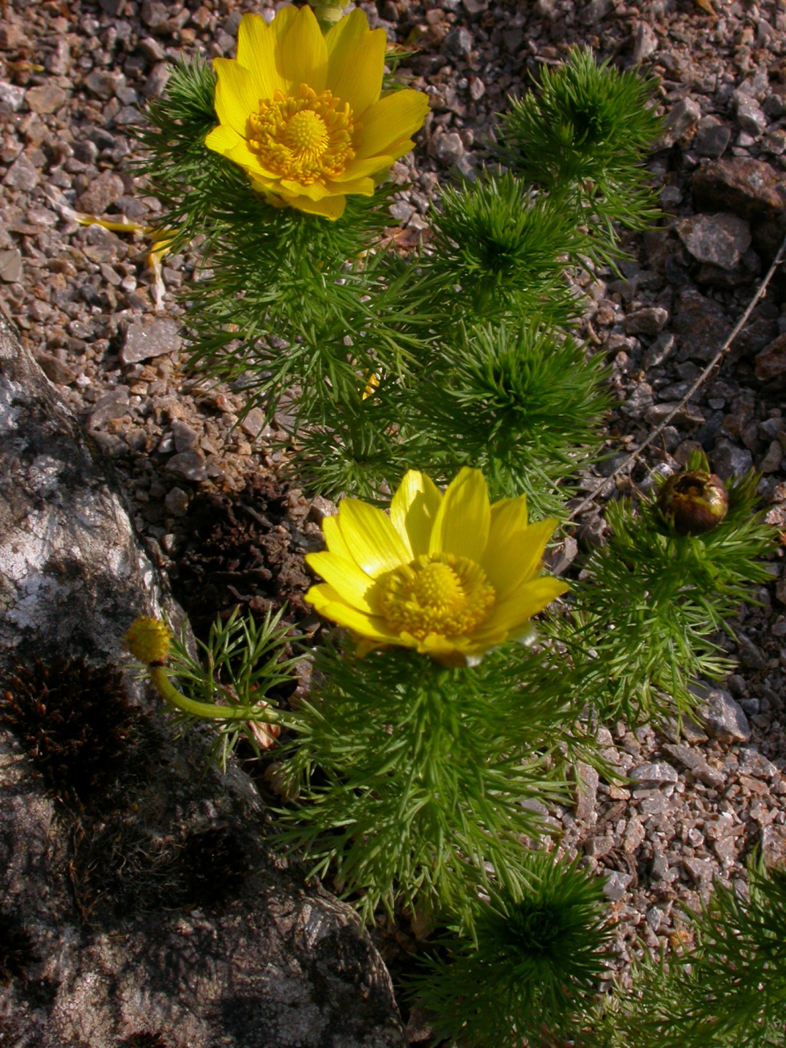 Pflanzen von A - Z / Botanischer Garten Frankfurt
