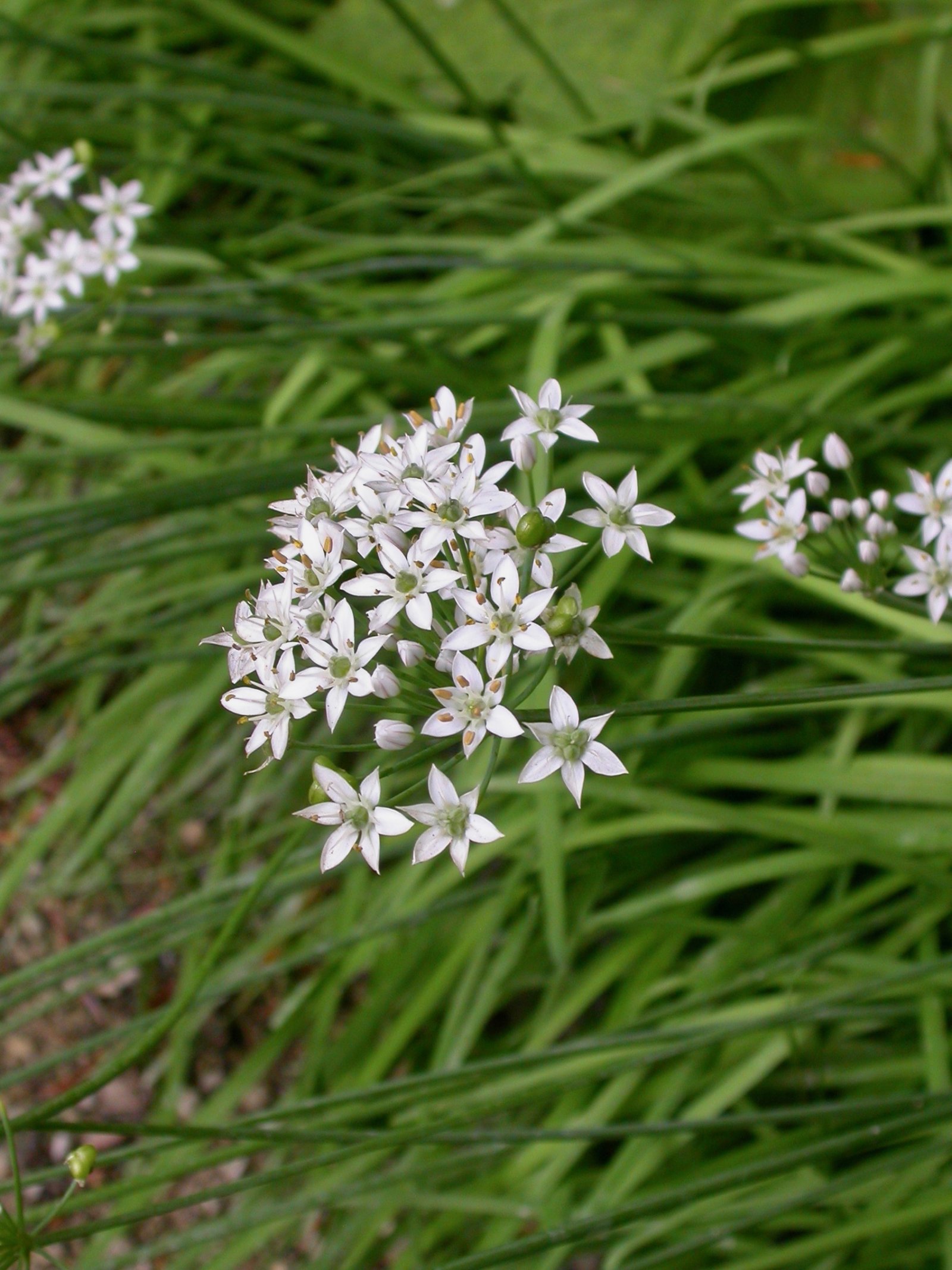 Pflanzen von A Z / Botanischer Garten Frankfurt