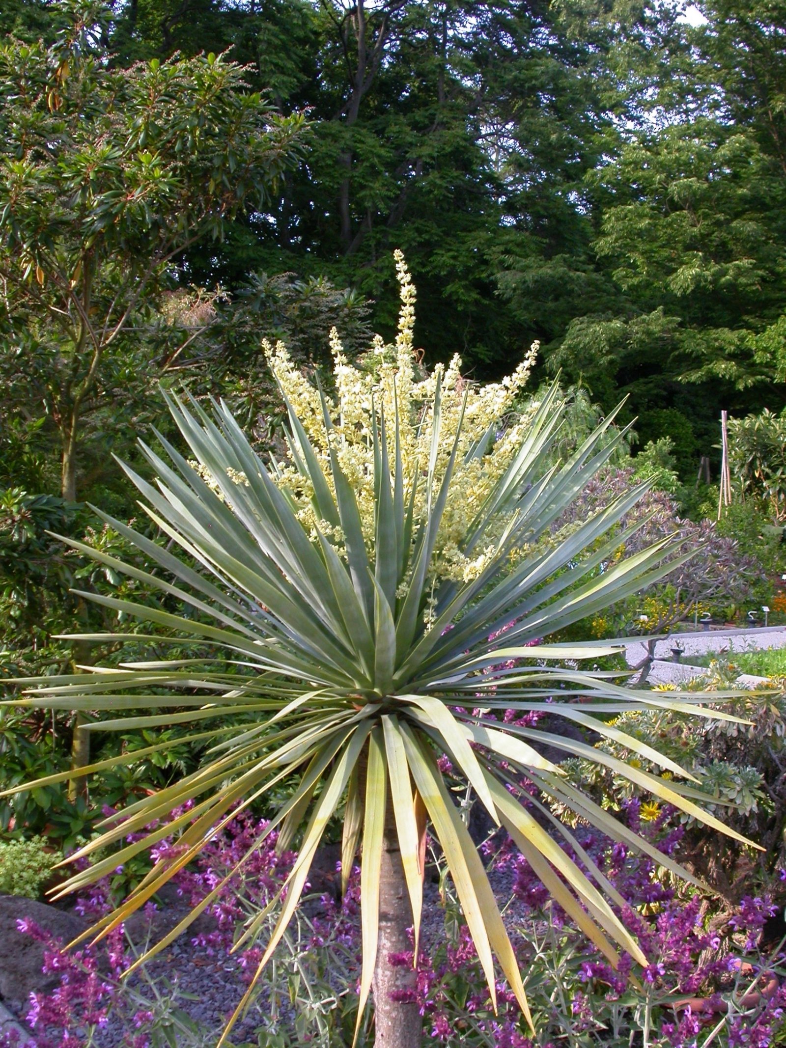 Pflanzen von A Z / Botanischer Garten Frankfurt