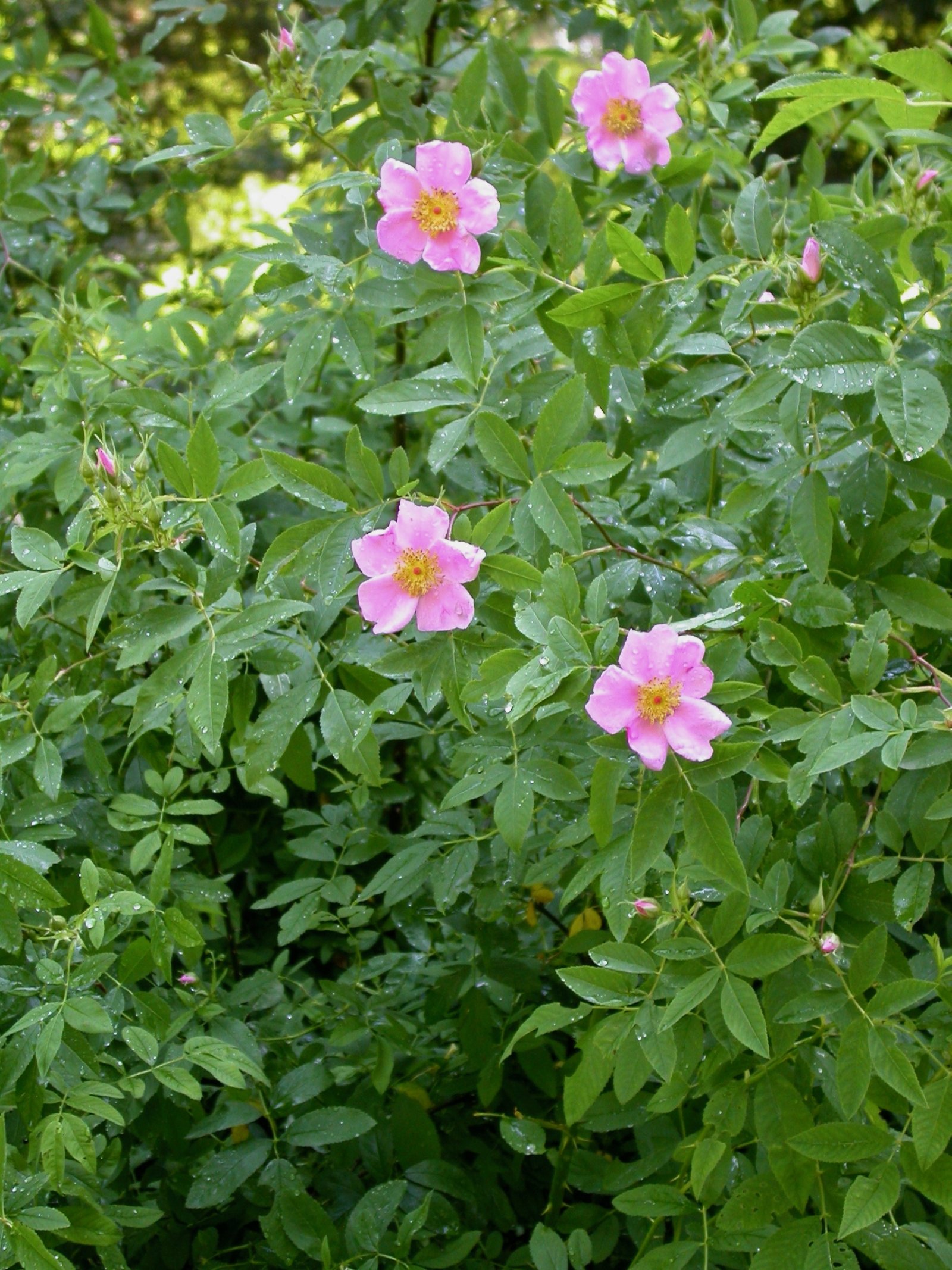 Pflanzen von A Z / Botanischer Garten Frankfurt