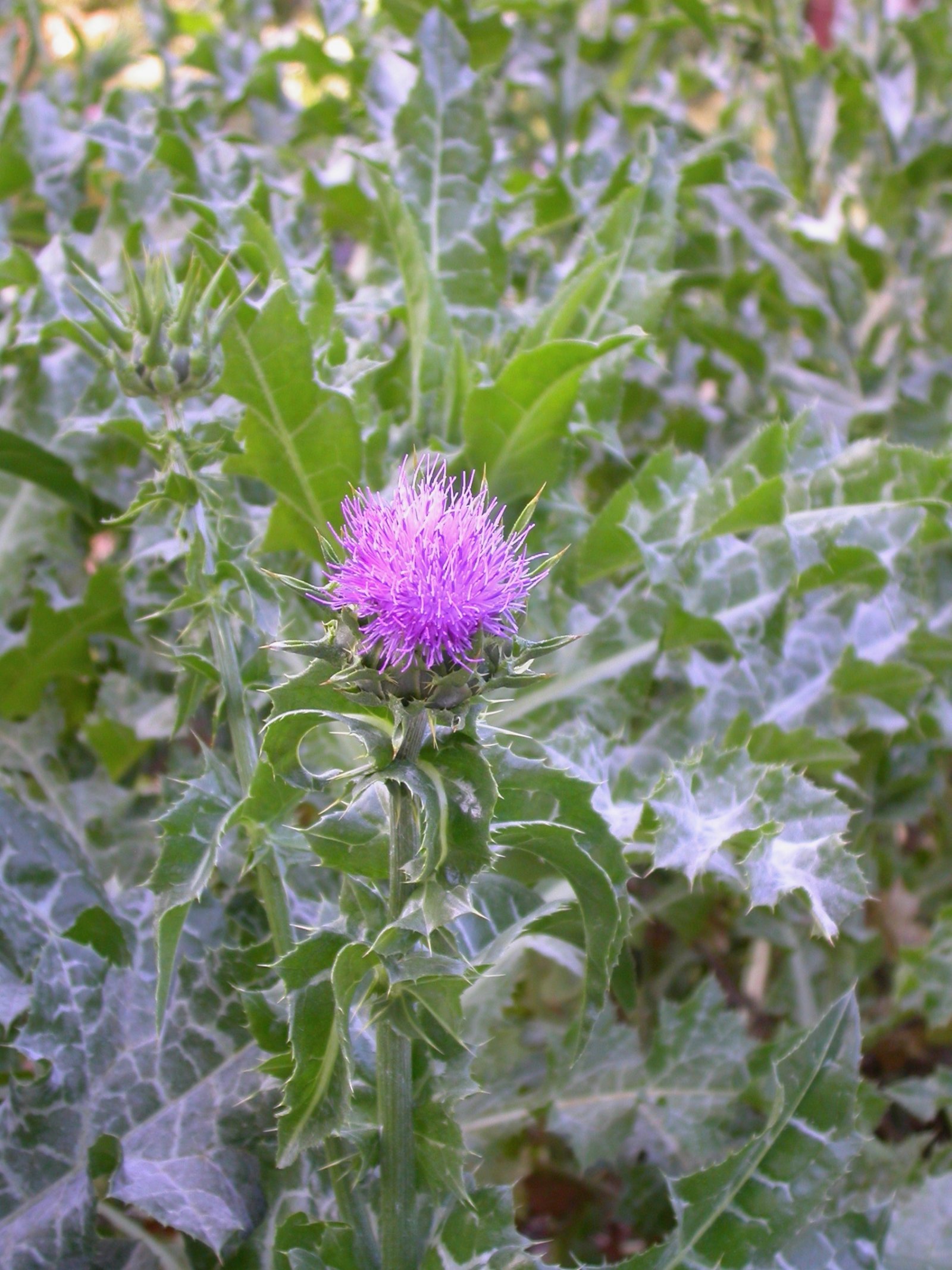 Pflanzen von A Z / Botanischer Garten Frankfurt