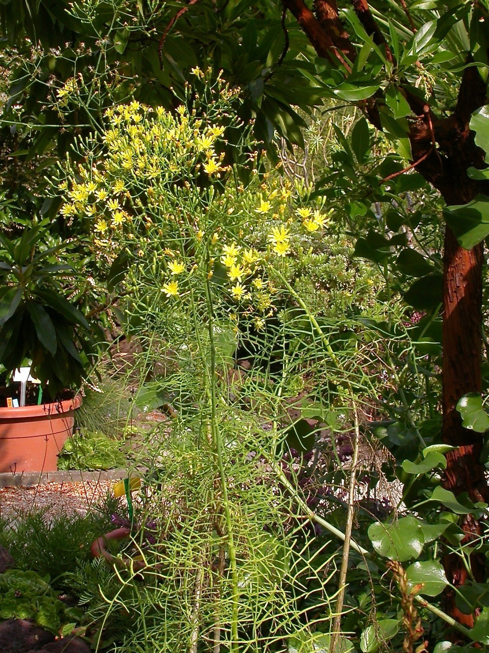 Pflanzen von A Z / Botanischer Garten Frankfurt