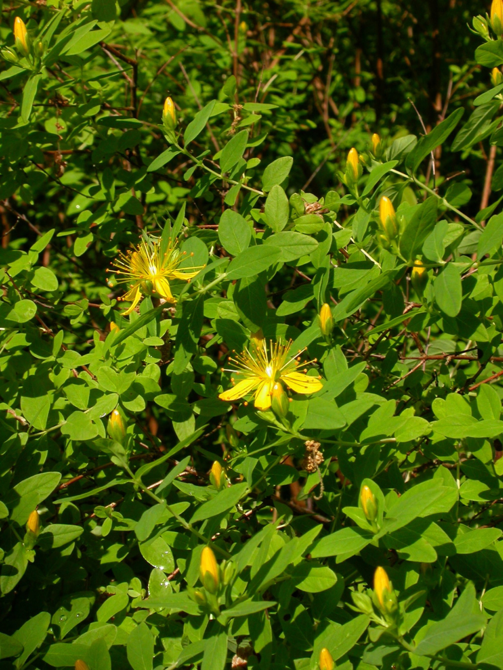 Pflanzen von A Z / Botanischer Garten Frankfurt