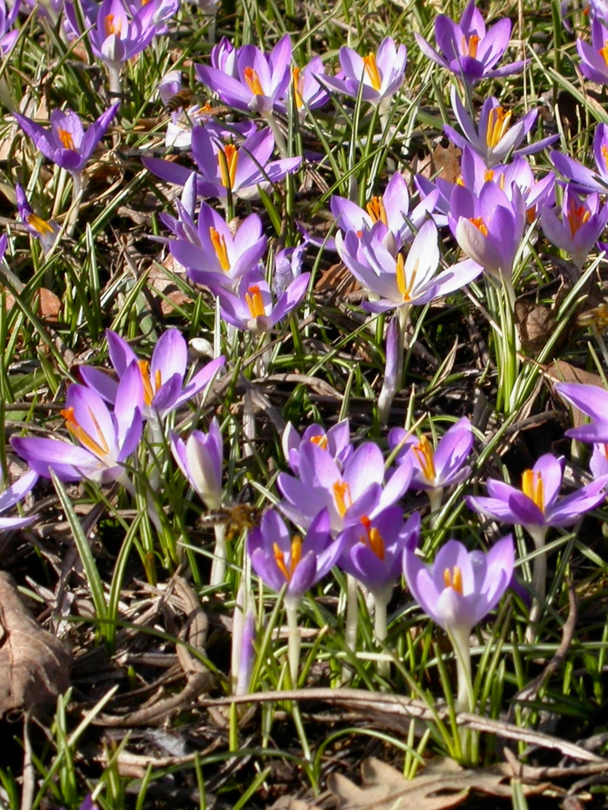 Pflanzen von A - Z / Botanischer Garten Frankfurt