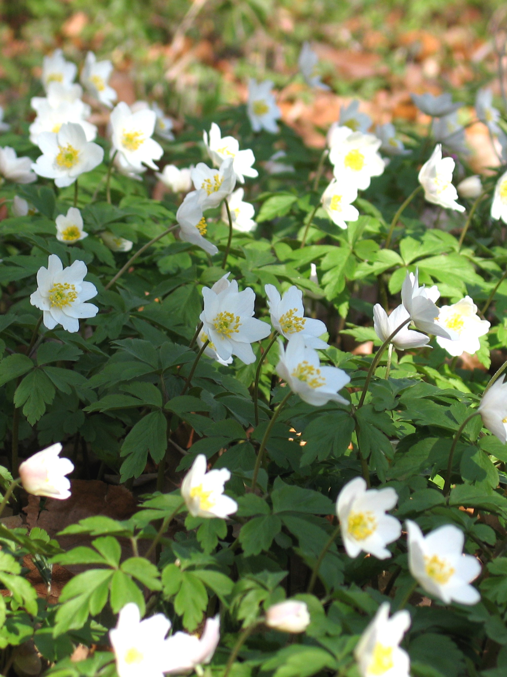 Pflanzen von A Z / Botanischer Garten Frankfurt
