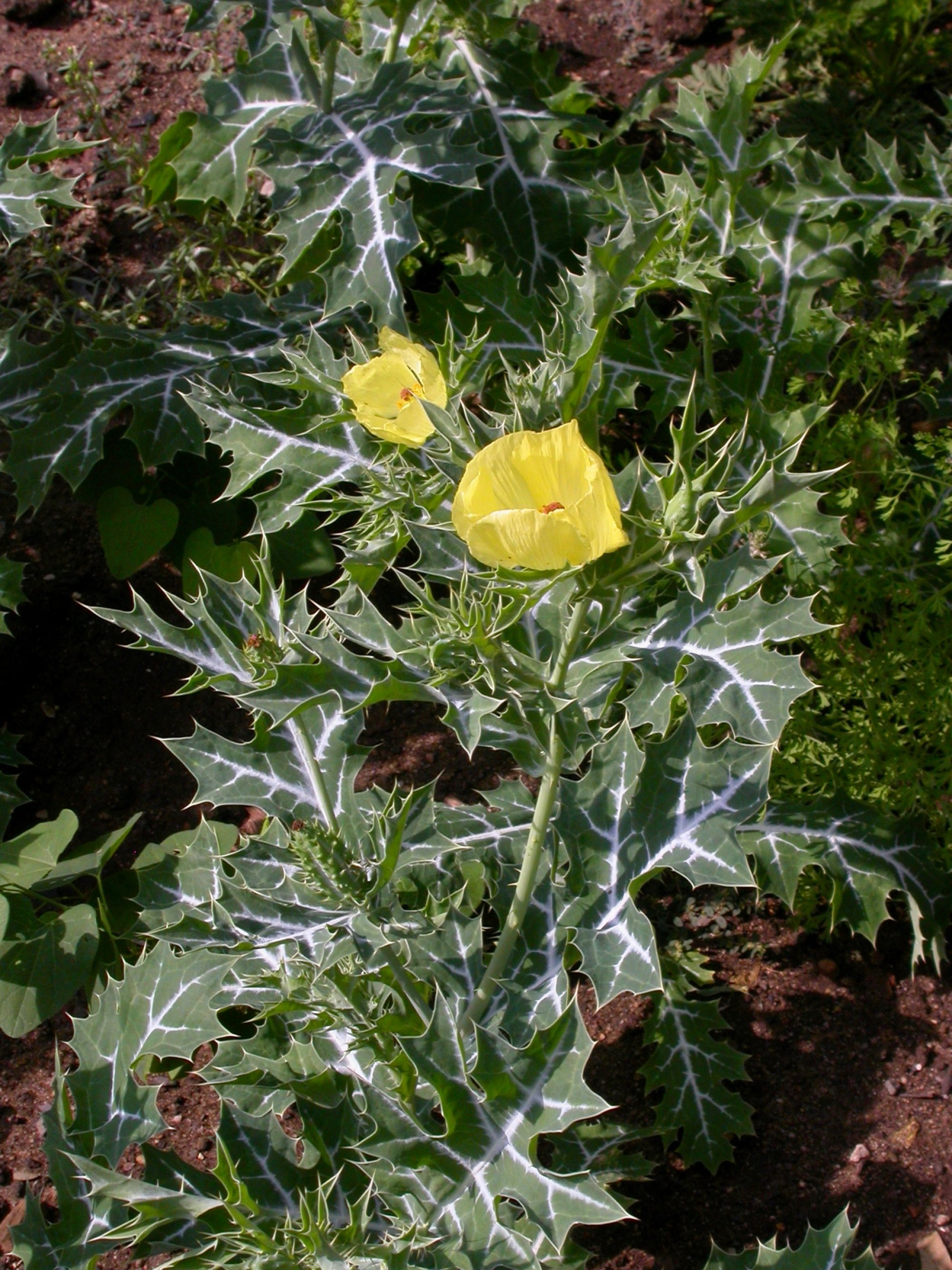 Pflanzen von A Z / Botanischer Garten Frankfurt