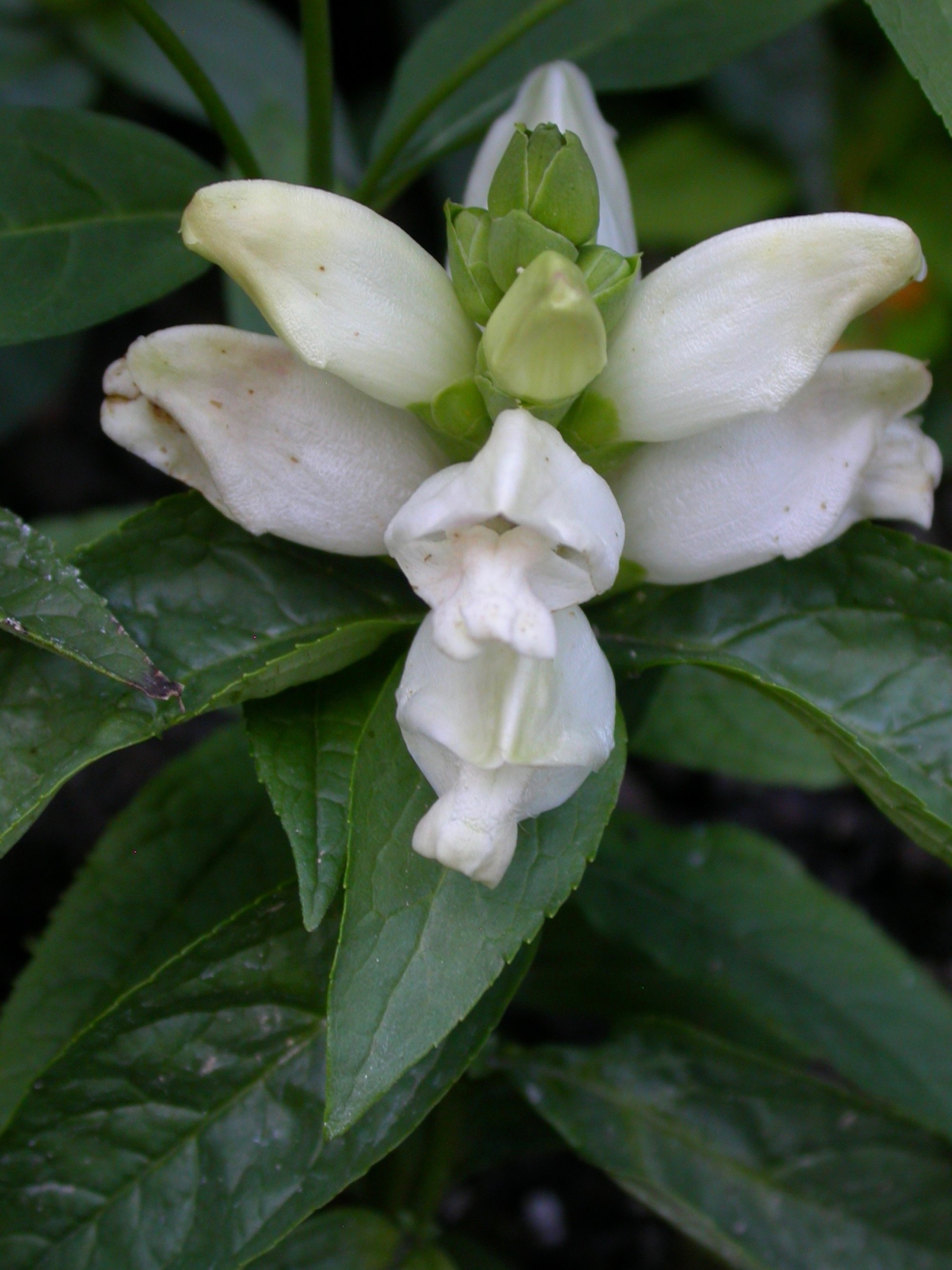 Pflanzen von A Z / Botanischer Garten Frankfurt