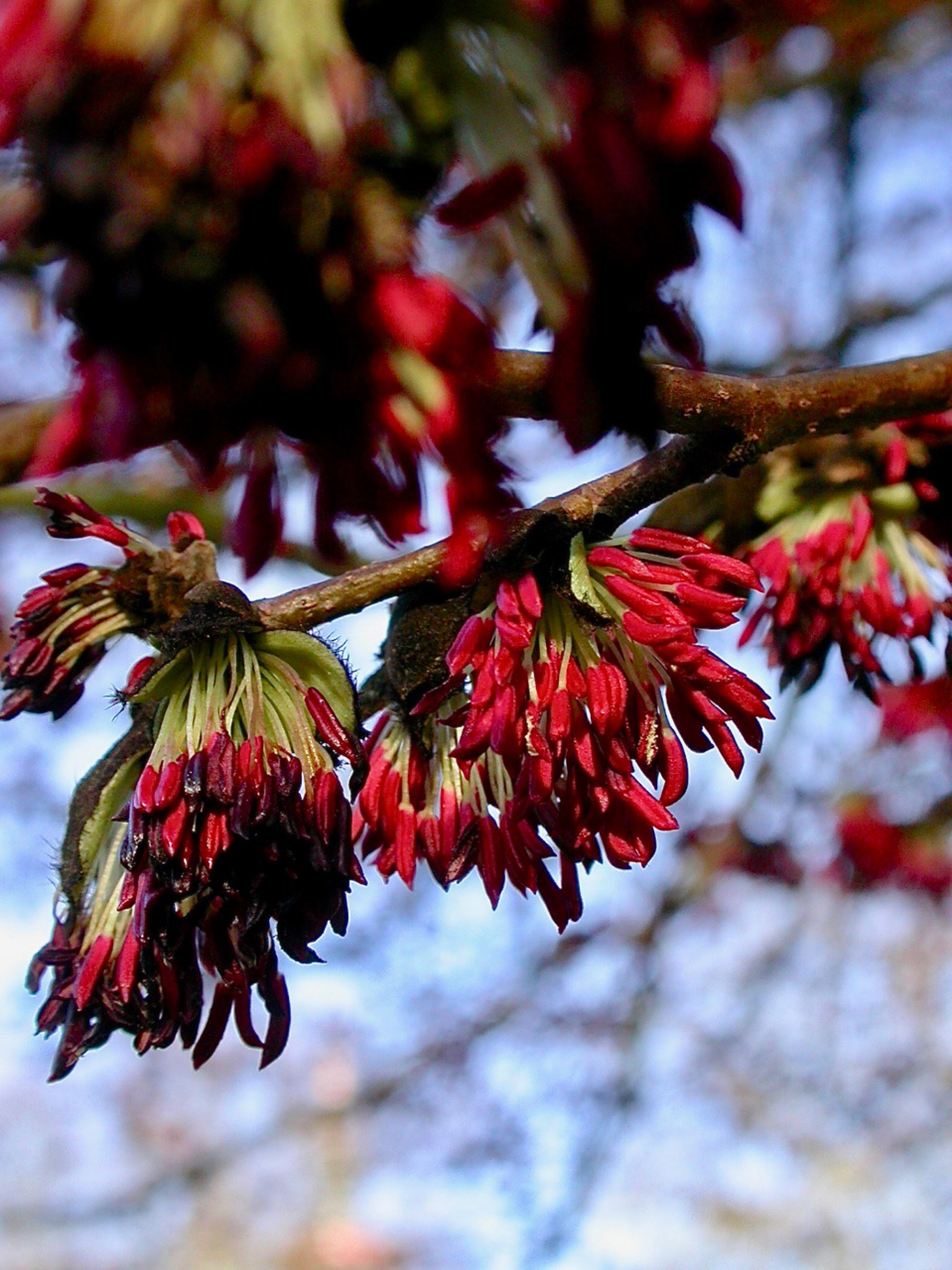 Pflanzen von A Z / Botanischer Garten Frankfurt