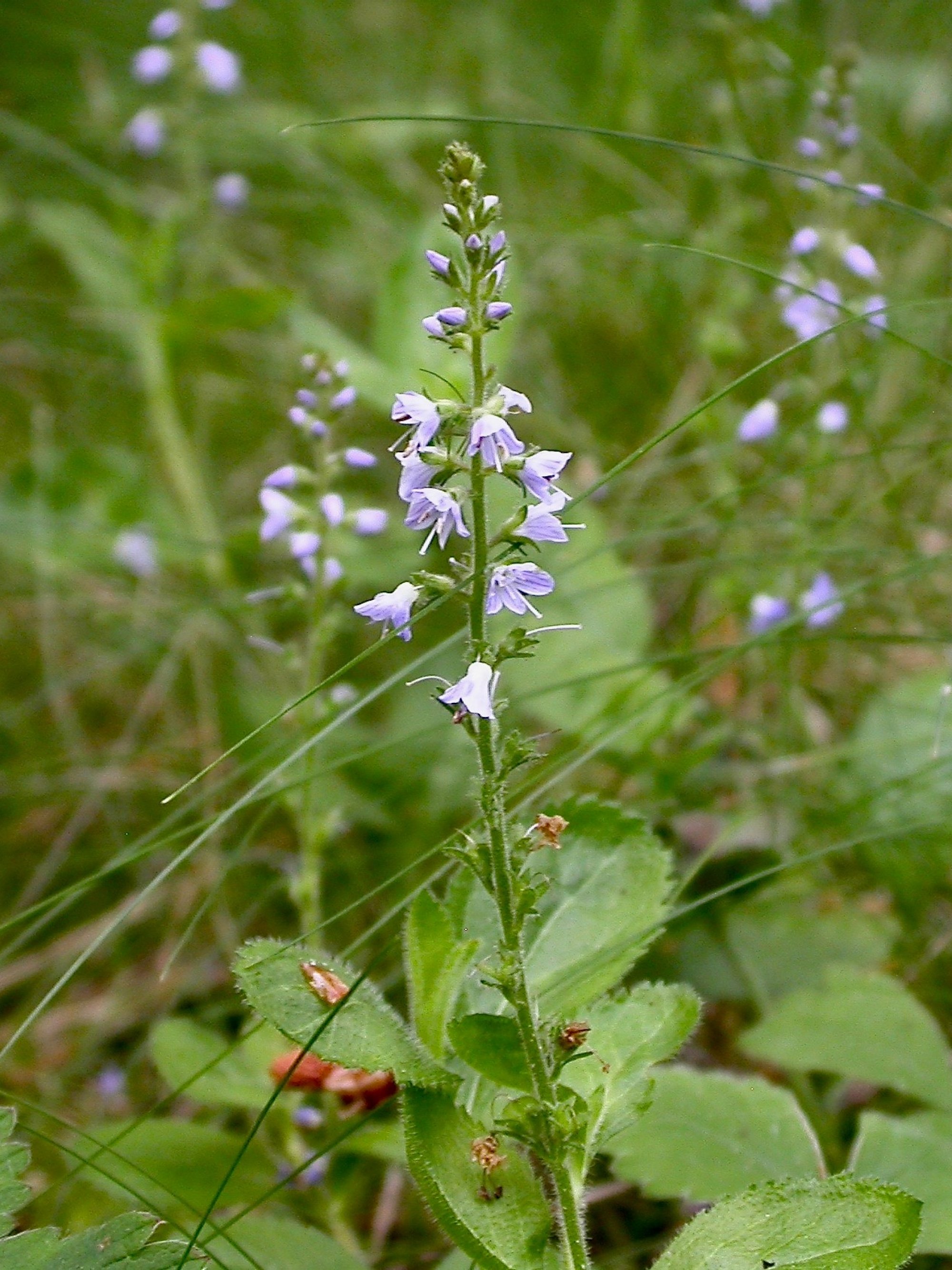 Pflanzen von A Z / Botanischer Garten Frankfurt