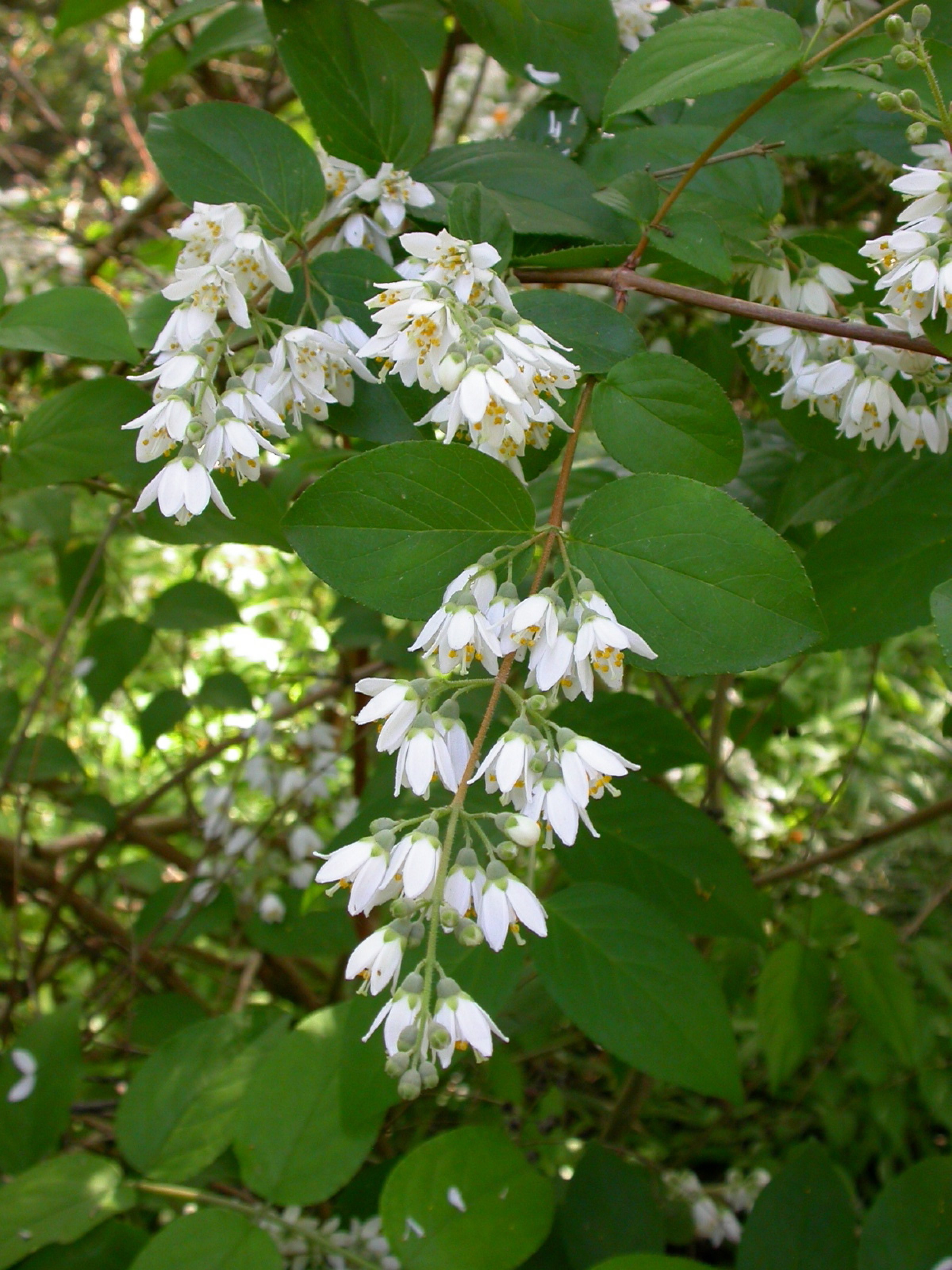 Pflanzen von A Z / Botanischer Garten Frankfurt