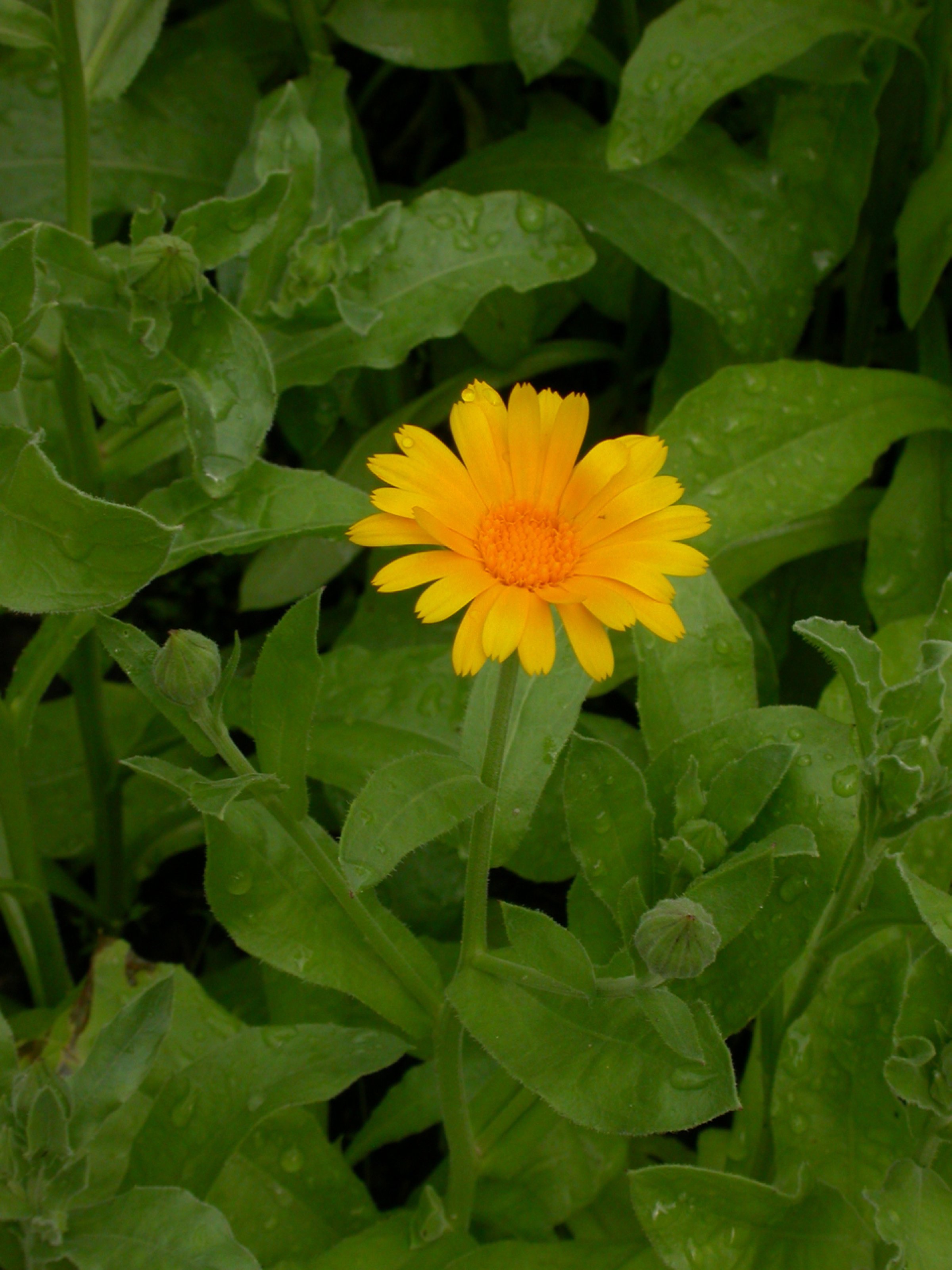Pflanzen von A Z / Botanischer Garten Frankfurt