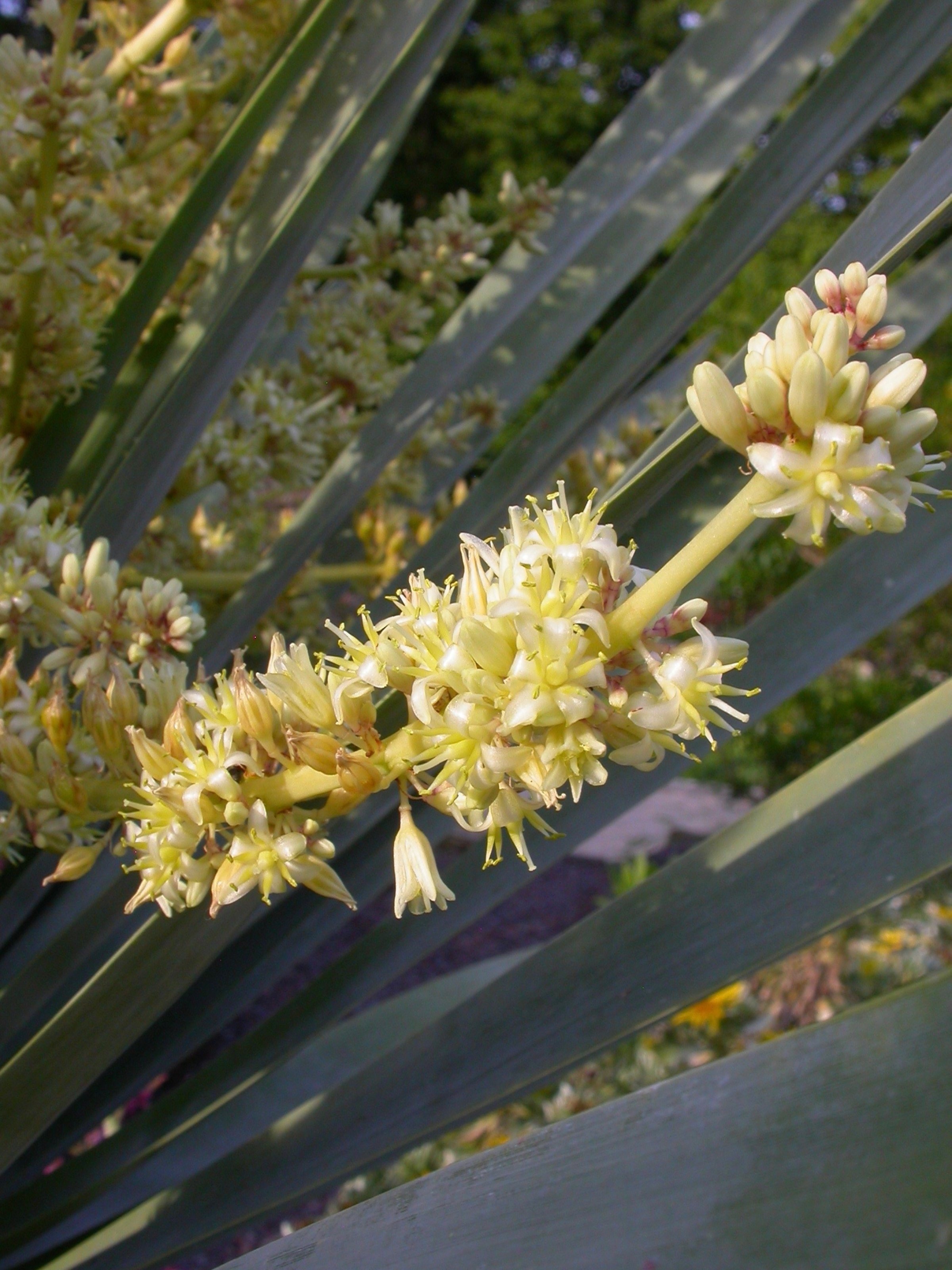 Pflanzen von A Z / Botanischer Garten Frankfurt
